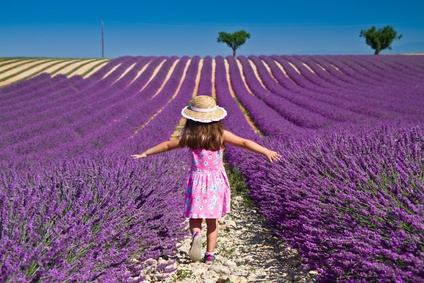 Lavender field in Provence