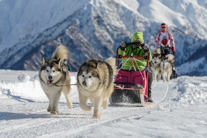 Dog sledding in Sweden