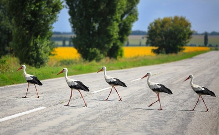 Storks in Poland